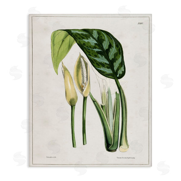 stupell industries Tina Higgins Designs Inc. | Pond Plant Study Wall Art