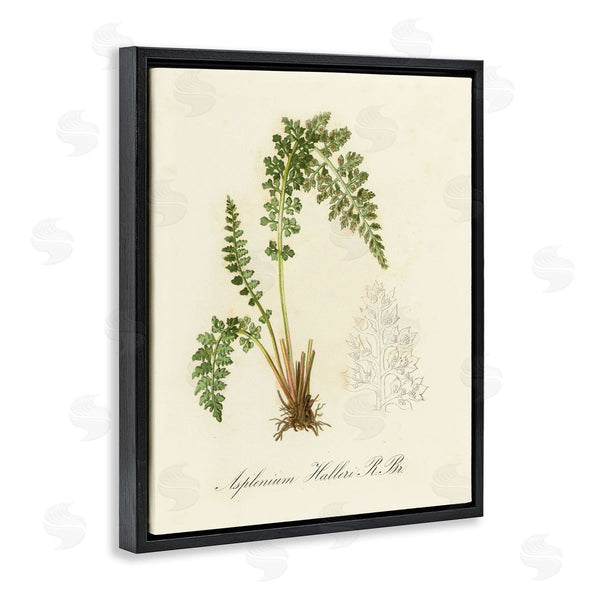 Stupell Industries Tina Higgins Designs Inc. | Scientific Fern Study