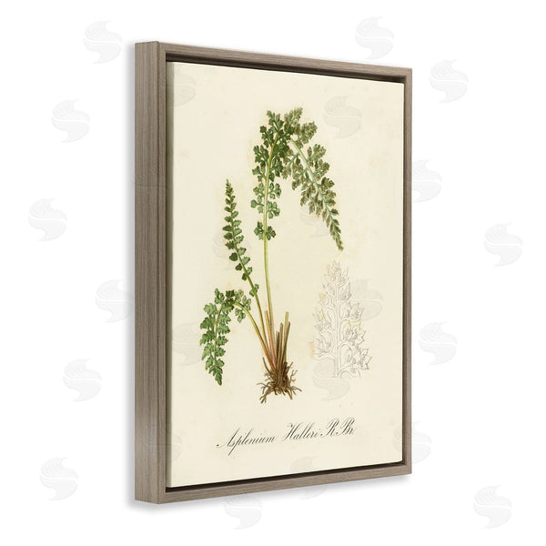 Stupell Industries Tina Higgins Designs Inc. | Scientific Fern Study