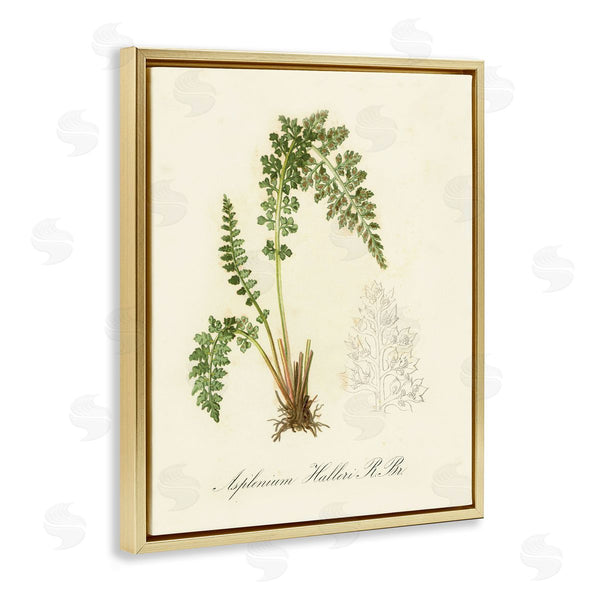 Stupell Industries Tina Higgins Designs Inc. | Scientific Fern Study