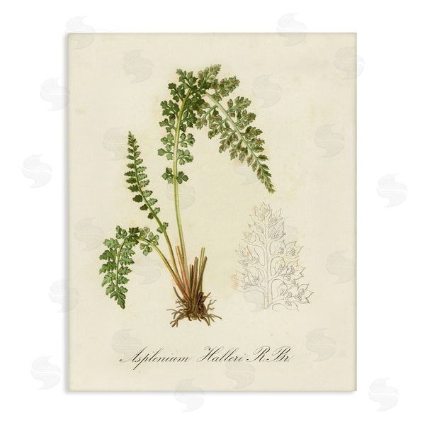 stupell industries Tina Higgins Designs Inc. | Scientific Fern Study