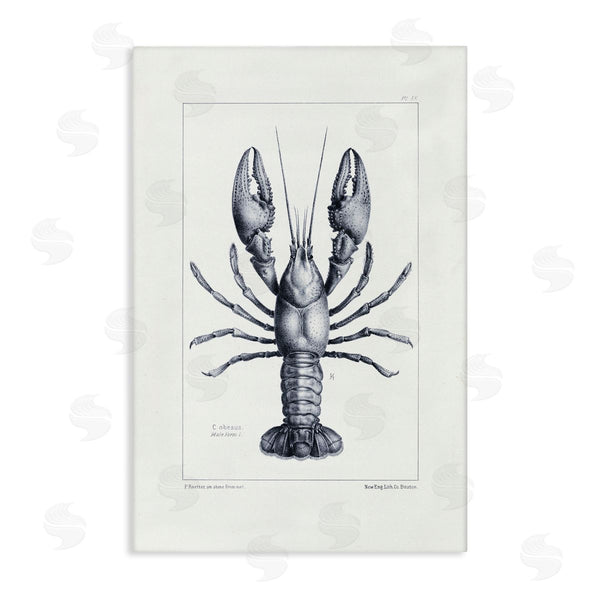 stupell industries Tina Higgins Designs Inc. | Scientific Lobster Specimen