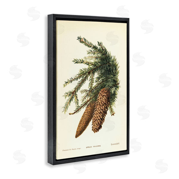 Stupell Industries Tina Higgins Designs Inc. | Spruce & Fir Cones