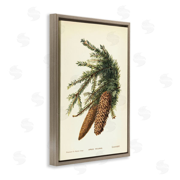 Stupell Industries Tina Higgins Designs Inc. | Spruce & Fir Cones