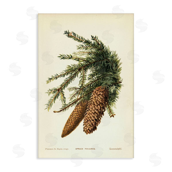 stupell industries Tina Higgins Designs Inc. | Spruce & Fir Cones