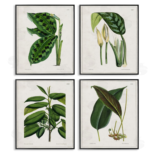 Stupell Industries Tina Higgins Designs Inc. | Tropical Plant Latin Studies Wall Art