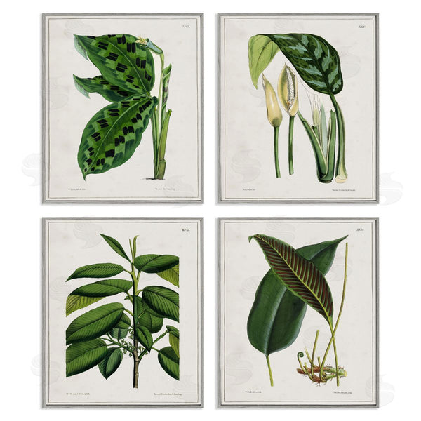 Stupell Industries Tina Higgins Designs Inc. | Tropical Plant Latin Studies Wall Art