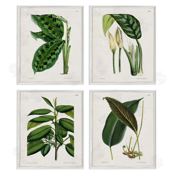 Stupell Industries Tina Higgins Designs Inc. | Tropical Plant Latin Studies Wall Art
