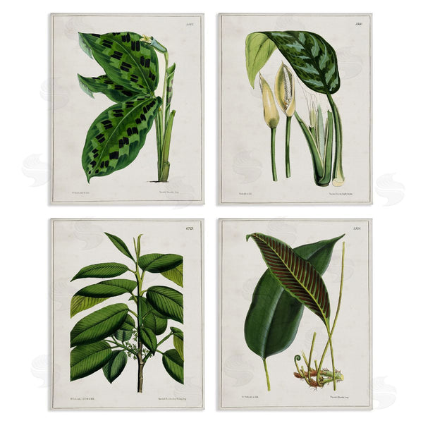 stupell industries Tina Higgins Designs Inc. | Tropical Plant Latin Studies Wall Art