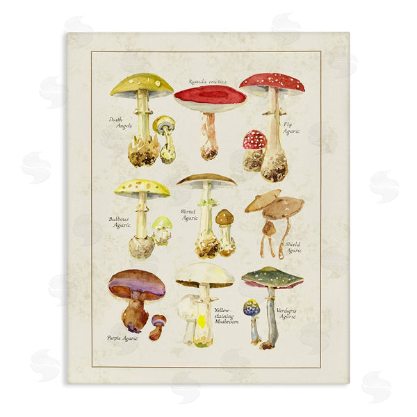 stupell industries Tina Higgins Designs Inc. | Various Mushroom Specimen