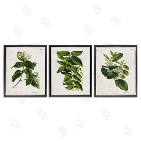 Stupell Industries Tina Higgins Designs Inc. | Vintage Forest Flower Studies