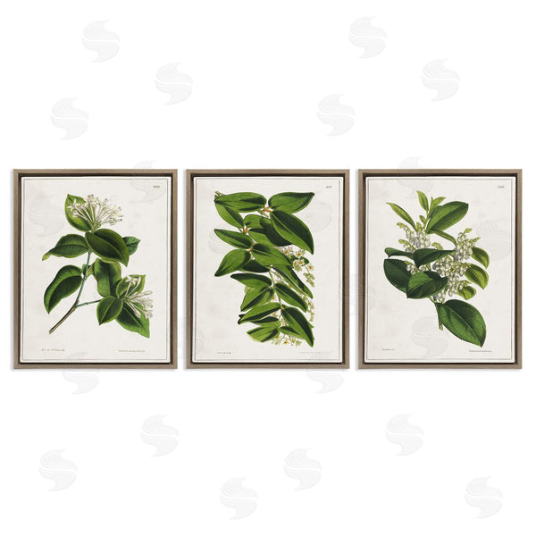 Stupell Industries Tina Higgins Designs Inc. | Vintage Forest Flower Studies