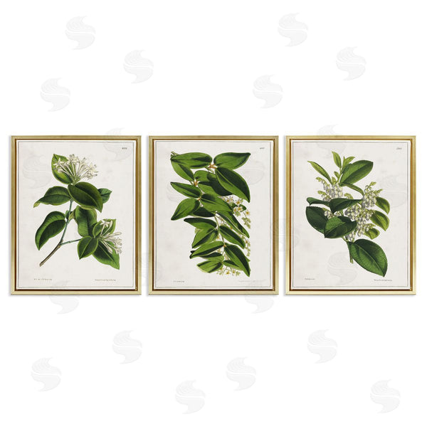 Stupell Industries Tina Higgins Designs Inc. | Vintage Forest Flower Studies
