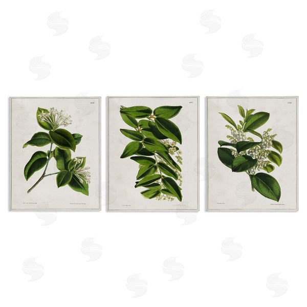 stupell industries Tina Higgins Designs Inc. | Vintage Forest Flower Studies