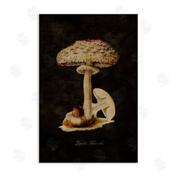 stupell industries Tina Higgins Designs Inc. | Vintage Mushroom Study Wall Art