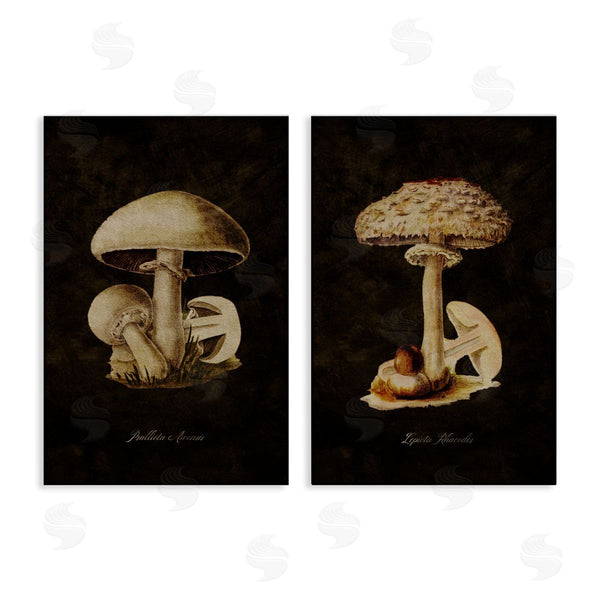 stupell industries Tina Higgins Designs Inc. | Vintage Mushrooms on Black