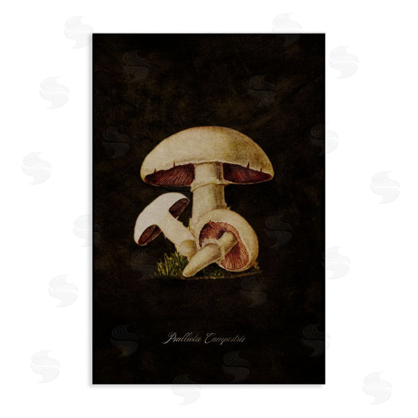 stupell industries Tina Higgins Designs Inc. | Vintage Portobello Mushroom Wall Art