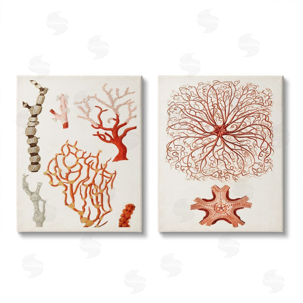 stupell industries Unknown Artist | Collage of Unique Ocean Coral Red Brown Wall Art