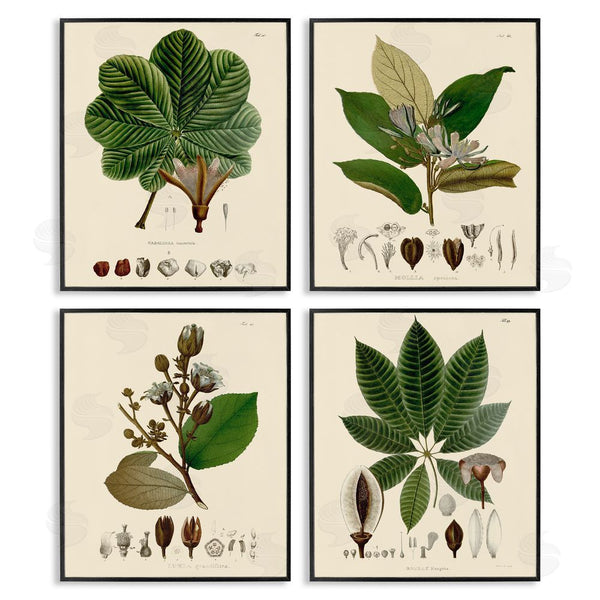 Stupell Industries Unknown Artist | Plant Anatomy Chart Vintage Illustration Wall Art