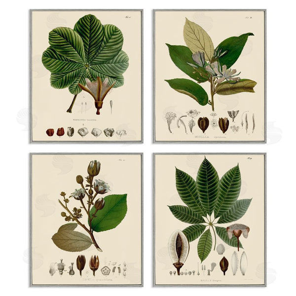 Stupell Industries Unknown Artist | Plant Anatomy Chart Vintage Illustration Wall Art
