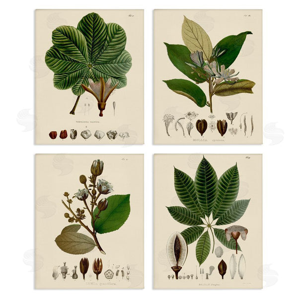 stupell industries Unknown Artist | Plant Anatomy Chart Vintage Illustration Wall Art