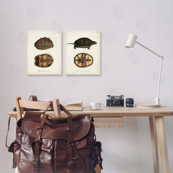 Stupell Industries Unknown Artist | Study Of Antique Turtles Shells Latin Script Wall Art