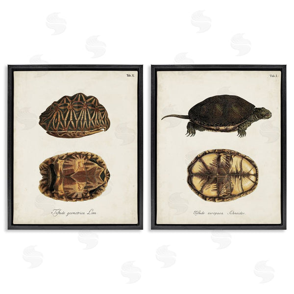 Stupell Industries Unknown Artist | Study Of Antique Turtles Shells Latin Script Wall Art