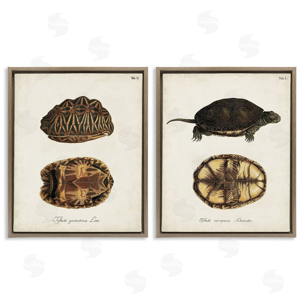 Stupell Industries Unknown Artist | Study Of Antique Turtles Shells Latin Script Wall Art