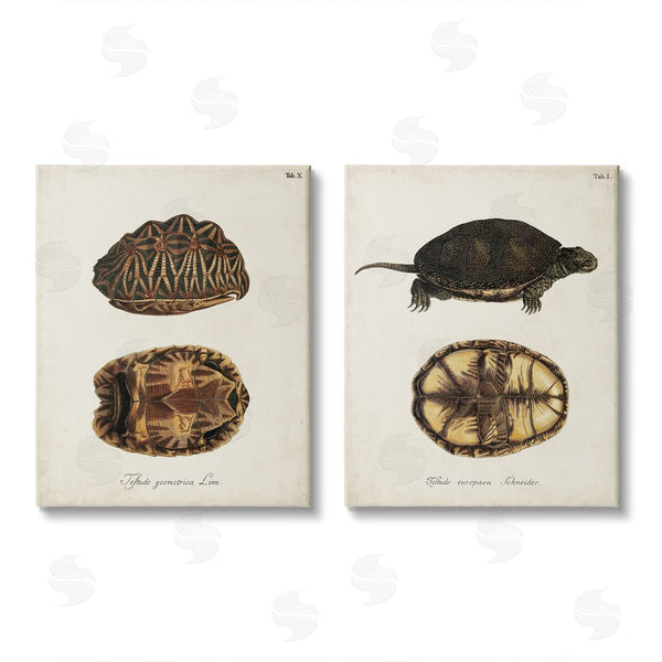 stupell industries Unknown Artist | Study of Antique Turtles Shells Latin Script Wall Art