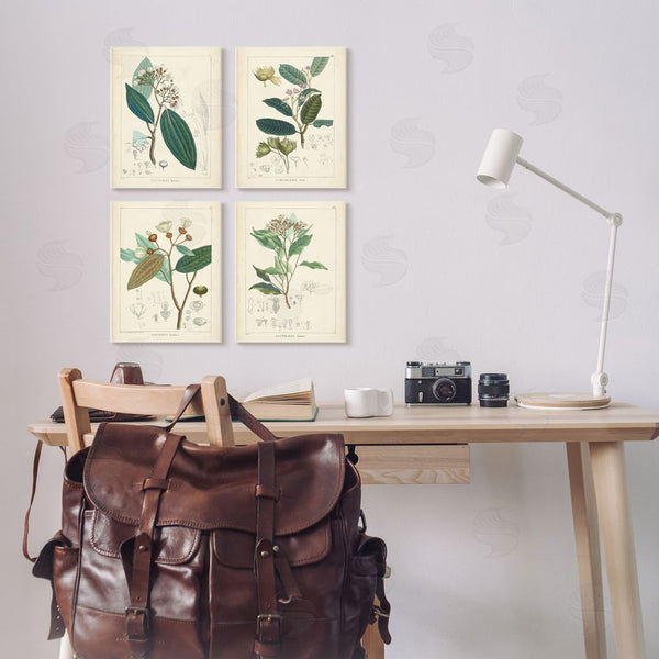 Stupell Industries Unknown Artist | Vintage Floral Anatomy Illustration Latin Study Wall Art