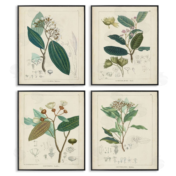 Stupell Industries Unknown Artist | Vintage Floral Anatomy Illustration Latin Study Wall Art
