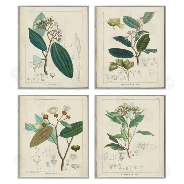 Stupell Industries Unknown Artist | Vintage Floral Anatomy Illustration Latin Study Wall Art