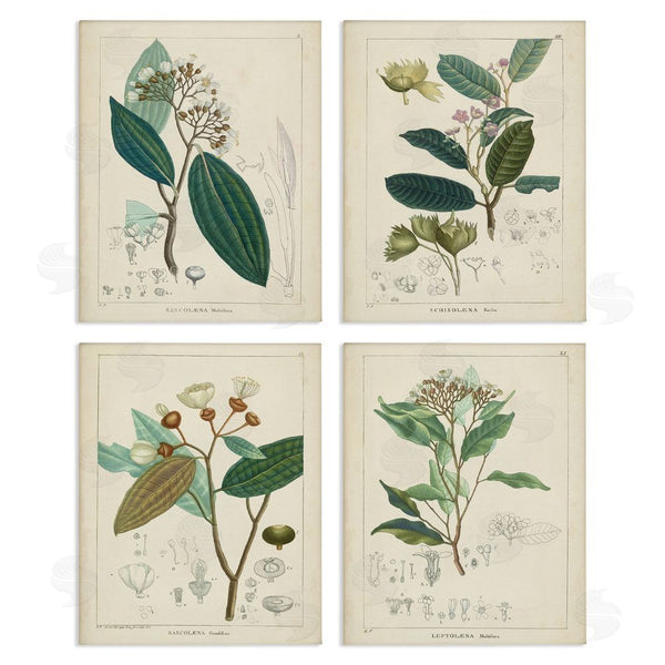stupell industries Unknown Artist | Vintage Floral Anatomy Illustration Latin Study Wall Art