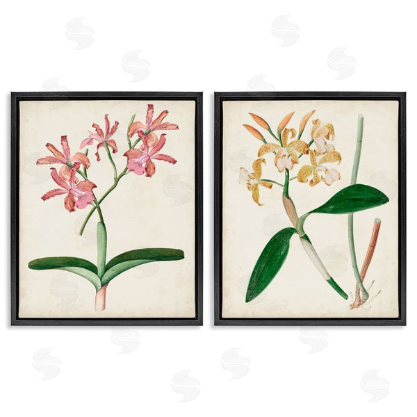 Stupell Industries Unknown Artist | Vintage Orchid Illustration Pink Yellow Florals Wall Art
