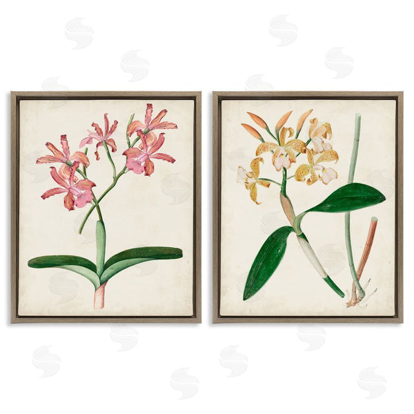 Stupell Industries Unknown Artist | Vintage Orchid Illustration Pink Yellow Florals Wall Art