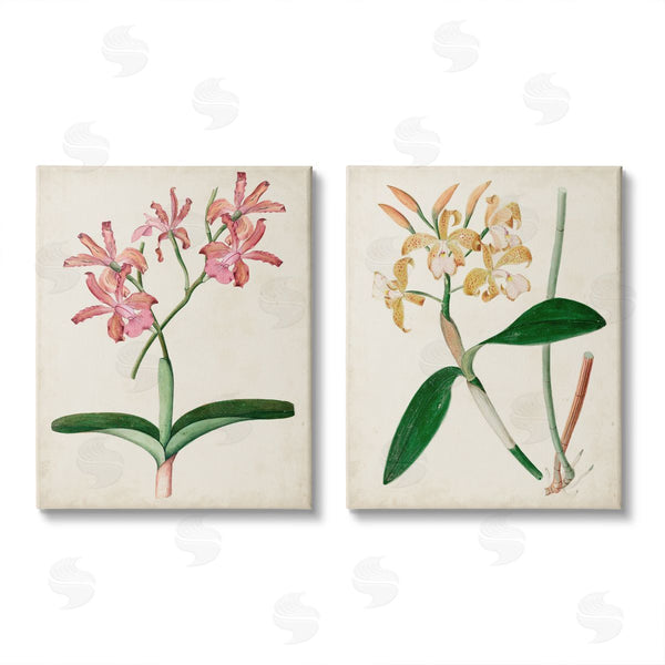 stupell industries Unknown Artist | Vintage Orchid Illustration Pink Yellow Florals Wall Art