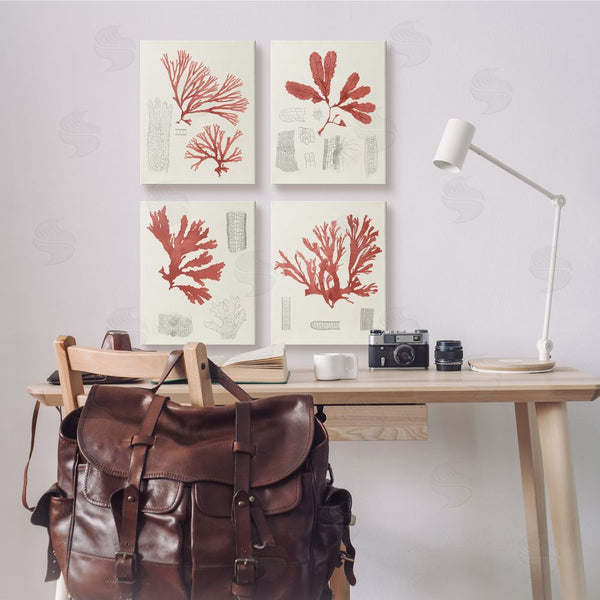 Stupell Industries Unknown Artist | Vintage Red Coral Illustrated Study Wall Art