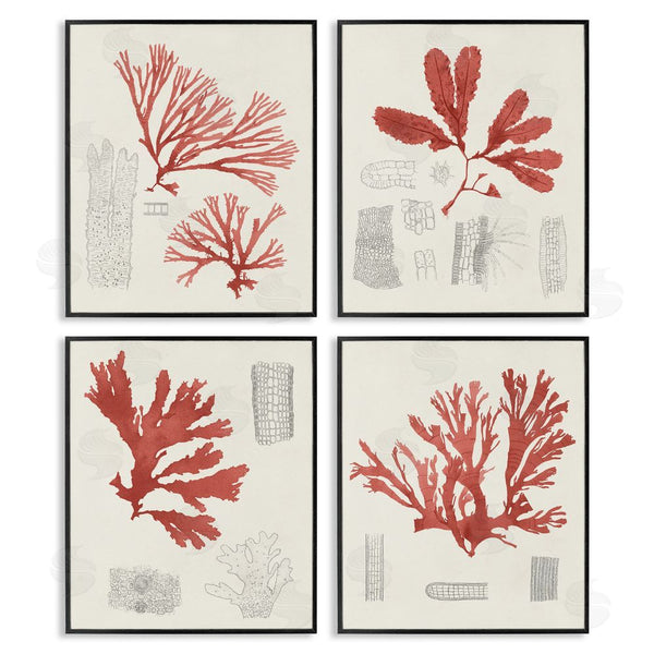 Stupell Industries Unknown Artist | Vintage Red Coral Illustrated Study Wall Art