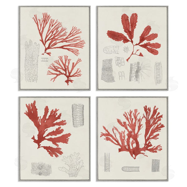 Stupell Industries Unknown Artist | Vintage Red Coral Illustrated Study Wall Art