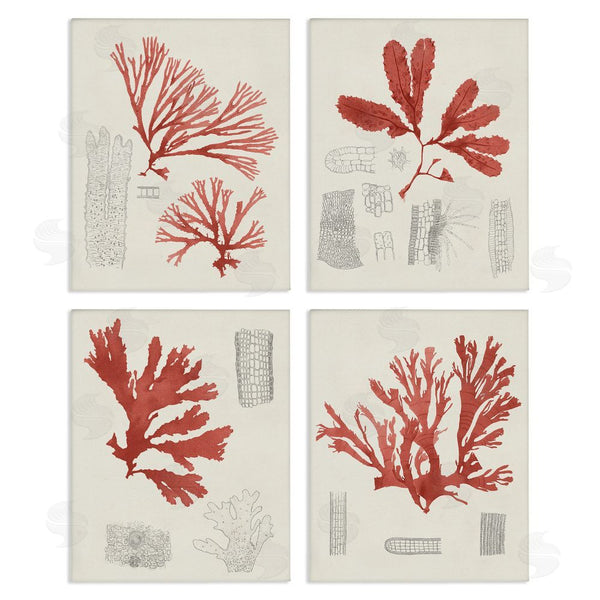 stupell industries Unknown Artist | Vintage Red Coral Illustrated Study Wall Art