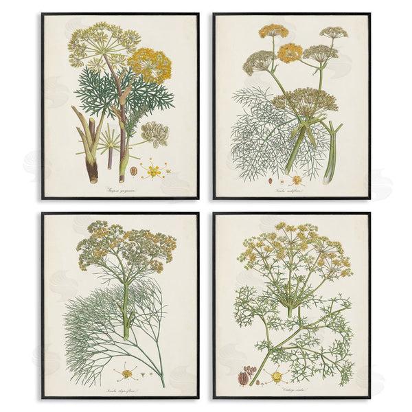 Stupell Industries Unknown Artist | Vintage Saffron Study With Floral Herbs Wall Art