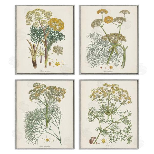Stupell Industries Unknown Artist | Vintage Saffron Study With Floral Herbs Wall Art