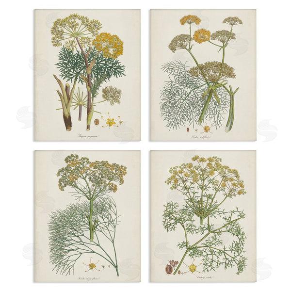 stupell industries Unknown Artist | Vintage Saffron Study with Floral Herbs Wall Art