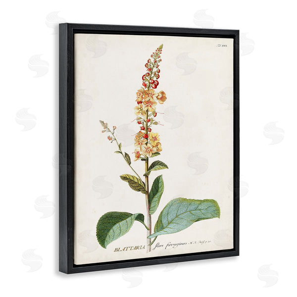 Stupell Industries Unknown | Scientific Botanical Plant