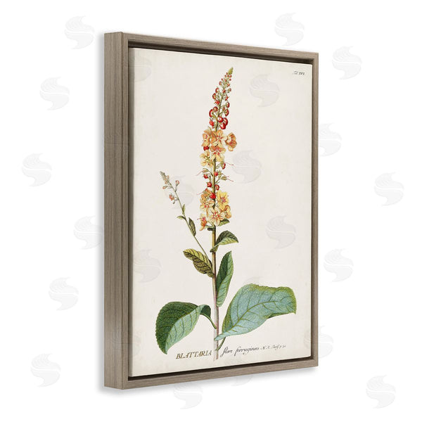 Stupell Industries Unknown | Scientific Botanical Plant