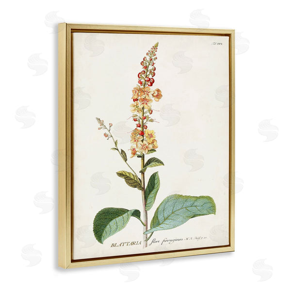 Stupell Industries Unknown | Scientific Botanical Plant
