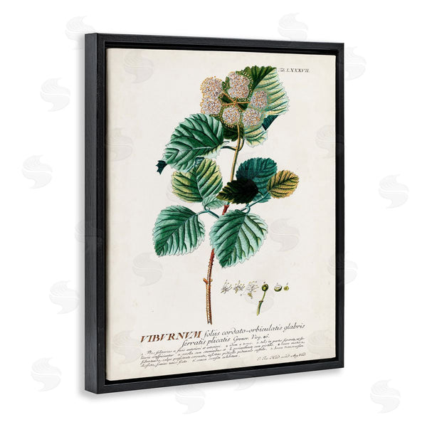 Stupell Industries Unknown | Scientific Botanical Plant Seeds