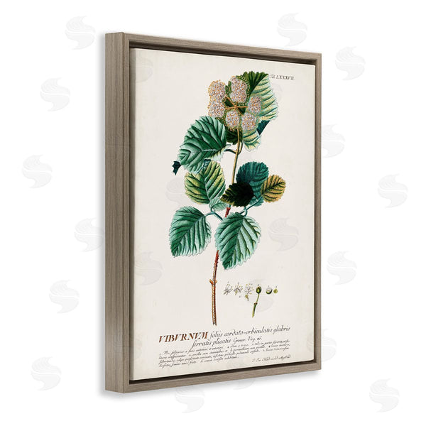Stupell Industries Unknown | Scientific Botanical Plant Seeds
