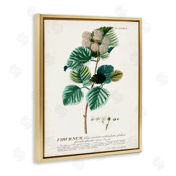 Stupell Industries Unknown | Scientific Botanical Plant Seeds