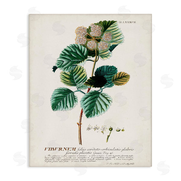 stupell industries Unknown | Scientific Botanical Plant Seeds